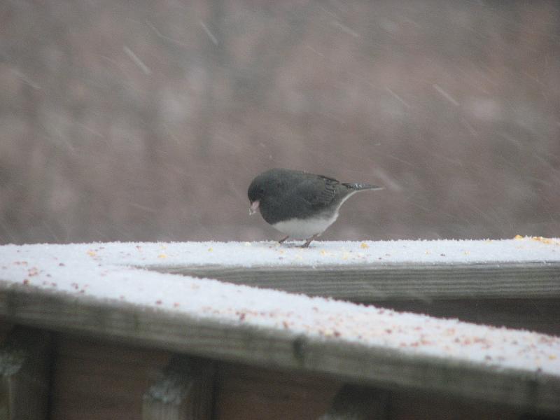 2008-12-20_Snow_Storm 010.jpg